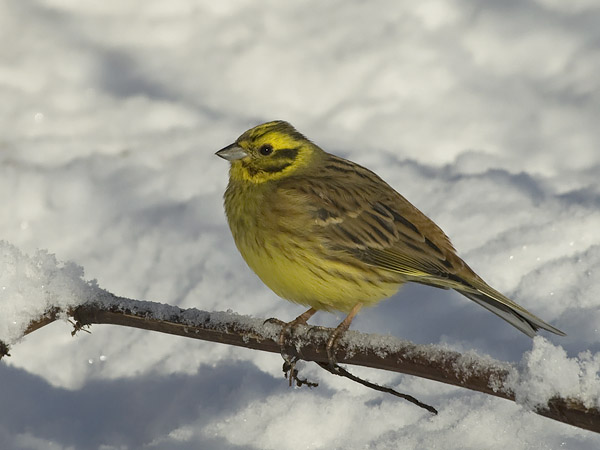 Keltasirkku, Yellowhammer, Emberiza citrinella